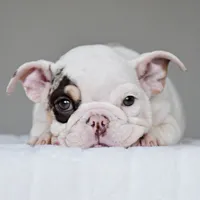 TRUFFLE, a female English Bulldog for sale in Dallas, TX – 4 of 7