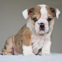 Vienna, a female English Bulldog for sale in Dallas, TX – 4 of 10