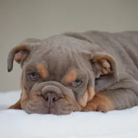 Enzo, a male English Bulldog for sale in Dallas, TX – 7 of 8