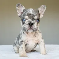 Teddy, a male French Bulldog for sale in Dallas, TX – Photo 9 of 10