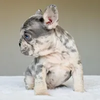 Teddy, a male French Bulldog for sale in Dallas, TX – Photo 7 of 10