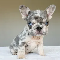 Teddy, a male French Bulldog for sale in Dallas, TX – Photo 2 of 10