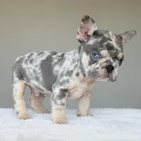 Teddy, a male French Bulldog for sale in Dallas, TX – Photo 6 of 10