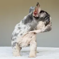 Teddy, a male French Bulldog for sale in Dallas, TX – Photo 3 of 10