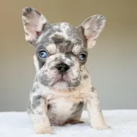 Teddy, a male French Bulldog for sale in Dallas, TX – Photo 5 of 10