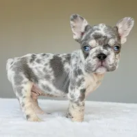 Teddy, a male French Bulldog for sale in Dallas, TX – Photo 10 of 10