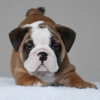 Bubba, a male English Bulldog for sale in Dallas, TX – 10 of 10
