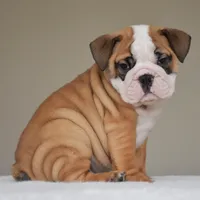 Henry, a male English Bulldog for sale in Dallas, TX – 2 of 9