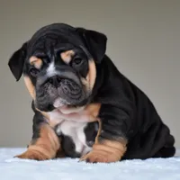 Nova, a female English Bulldog for sale in Dallas, TX – 4 of 9
