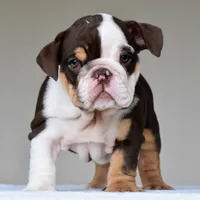 Jace, a male English Bulldog for sale in Dallas, TX – 4 of 10