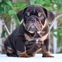 Rolo, a male English Bulldog for sale in Dallas, TX – 10 of 10