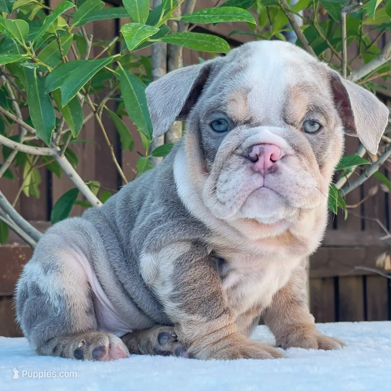 Nala – English Bulldog puppy for sale in Dallas, TX