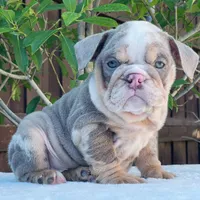 Nala, a female English Bulldog for sale in Dallas, TX – 1 of 9