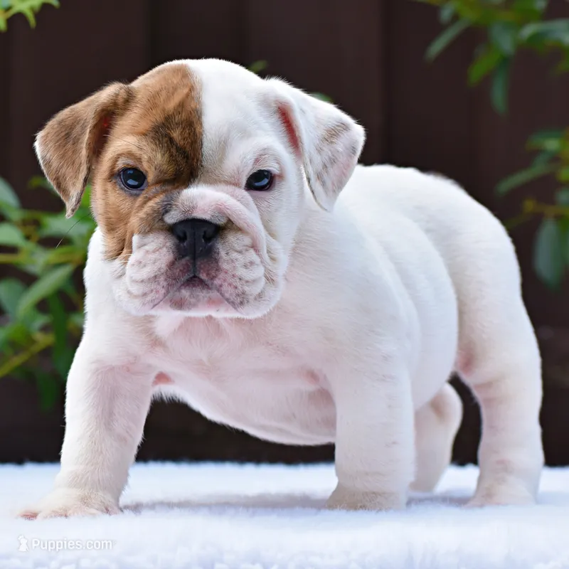 Gia – English Bulldog puppy for sale in Dallas, TX