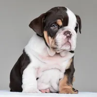 Jace, a male English Bulldog for sale in Dallas, TX – 2 of 10