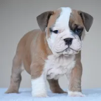 MIMI, a female English Bulldog for sale in Dallas, TX – 4 of 10
