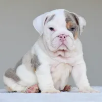 Adonis, a male English Bulldog for sale in Dallas, TX – 10 of 10