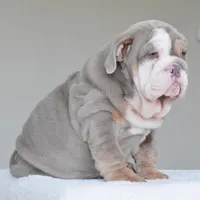 LORENZO, a male English Bulldog for sale in Dallas, TX – Photo 4 of 9