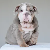 LORENZO, a male English Bulldog for sale in Dallas, TX – Photo 3 of 9