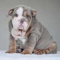 LORENZO, a male English Bulldog for sale in Dallas, TX – Photo 7 of 9