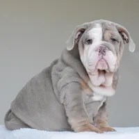 LORENZO, a male English Bulldog for sale in Dallas, TX – Photo 9 of 9