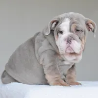LORENZO, a male English Bulldog for sale in Dallas, TX – Photo 5 of 9