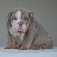 LORENZO, a male English Bulldog for sale in Dallas, TX – Photo 8 of 9
