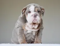 LORENZO, a male English Bulldog for sale in Dallas, TX – Photo 1 of 9