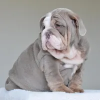LORENZO, a male English Bulldog for sale in Dallas, TX – Photo 6 of 9