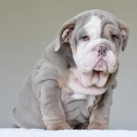 LORENZO, a male English Bulldog for sale in Dallas, TX – Photo 2 of 9