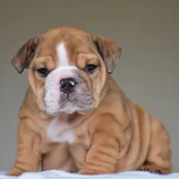 Paco, a male English Bulldog for sale in Dallas, TX – 3 of 9