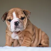 Paco, a male English Bulldog for sale in Dallas, TX – 7 of 9