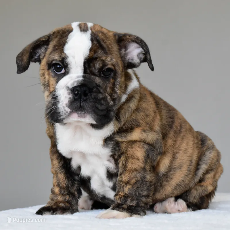 Luna – English Bulldog puppy for sale in Dallas, TX