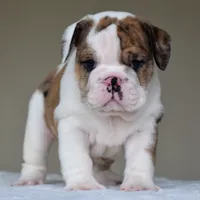 Gio, a male English Bulldog for sale in Dallas, TX – 5 of 8