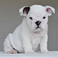 apollo, a male English Bulldog for sale in Dallas, TX – 5 of 9