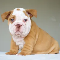 processed/95e95aaf-8b58-4c97-82ba-b4eff54bd093/listing/c15afce7-1d27-43dd-a0cb-4d8416a2129b/2d5202b6-4e53-4db4-8ace-cb30b3093477