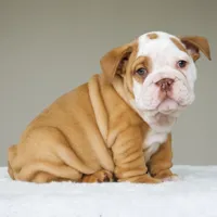 processed/95e95aaf-8b58-4c97-82ba-b4eff54bd093/listing/c15afce7-1d27-43dd-a0cb-4d8416a2129b/5e58211d-101a-4e19-85c8-542fa035b5ff