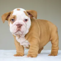 processed/95e95aaf-8b58-4c97-82ba-b4eff54bd093/listing/c15afce7-1d27-43dd-a0cb-4d8416a2129b/73c61b9b-3ab7-4437-a86d-91bb3e6ee8d8