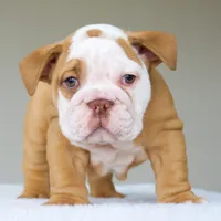 processed/95e95aaf-8b58-4c97-82ba-b4eff54bd093/listing/c15afce7-1d27-43dd-a0cb-4d8416a2129b/b23e76a3-1229-41f2-a972-d472e91a381a