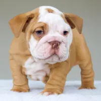 processed/95e95aaf-8b58-4c97-82ba-b4eff54bd093/listing/c15afce7-1d27-43dd-a0cb-4d8416a2129b/cdca470f-df79-4814-8610-61da1ecc5258