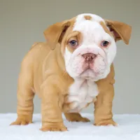 processed/95e95aaf-8b58-4c97-82ba-b4eff54bd093/listing/c15afce7-1d27-43dd-a0cb-4d8416a2129b/ebb8975c-b1f6-4831-b23b-51bceb3840ca