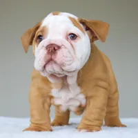 processed/95e95aaf-8b58-4c97-82ba-b4eff54bd093/listing/c15afce7-1d27-43dd-a0cb-4d8416a2129b/f167f159-67e3-4730-b9a5-075398122f9c