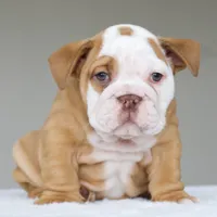 processed/95e95aaf-8b58-4c97-82ba-b4eff54bd093/listing/c15afce7-1d27-43dd-a0cb-4d8416a2129b/f7dcd128-f7c1-45ef-afe4-99c48de09f34