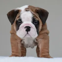 Bubba, a male English Bulldog for sale in Dallas, TX – 6 of 10