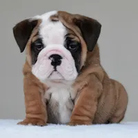 Bubba, a male English Bulldog for sale in Dallas, TX – 1 of 10