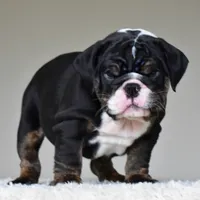 Capri, a female English Bulldog for sale in Dallas, TX – 5 of 10