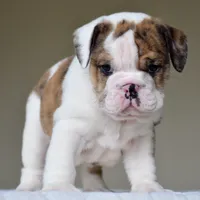 Gio, a male English Bulldog for sale in Dallas, TX – 2 of 8