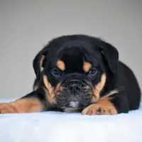 Ciro, a male English Bulldog for sale in Dallas, TX – 9 of 10