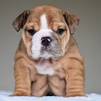 Paco, a male English Bulldog for sale in Dallas, TX – 1 of 9
