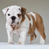 Stella, a female English Bulldog for sale in Dallas, TX – 4 of 10